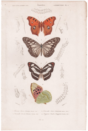 Viceroy Butterfly